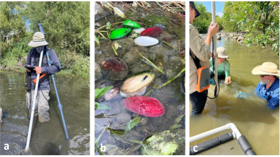 locating live and artificial mussels 