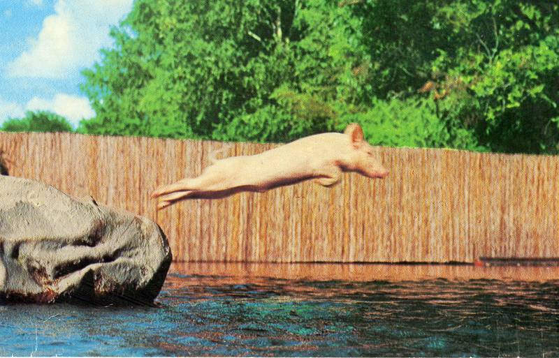 photograph of Ralph the swimming pig jumping into the water at Aquarena Springs