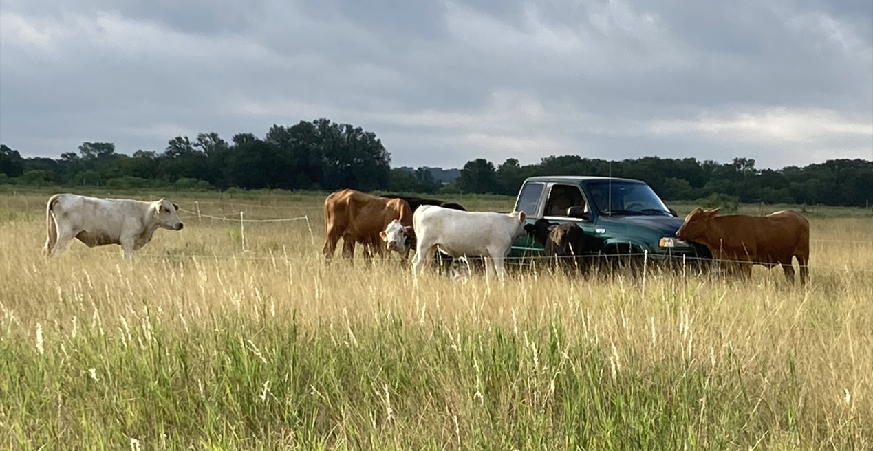 Cows in a field congregating around a pickup truck