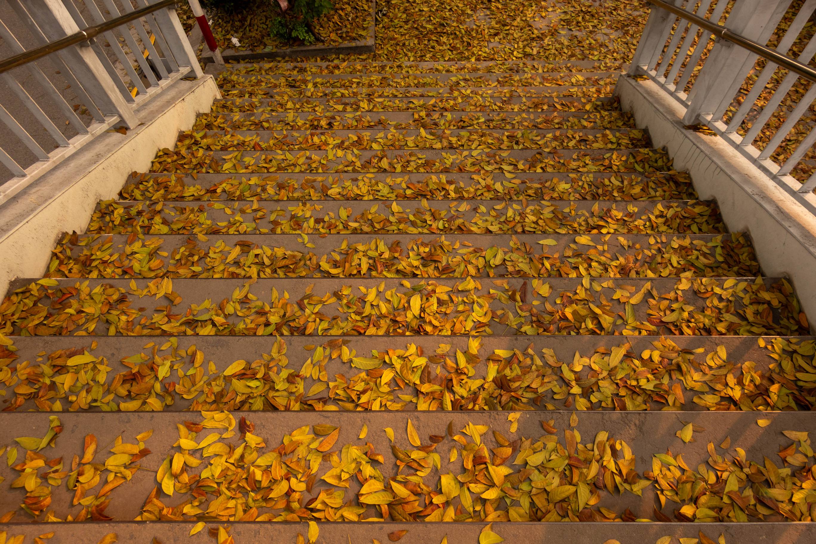 picture looking down concrete steps covered in golden leaves