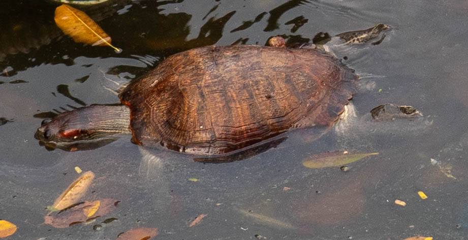 picture of brown turtle in the water. You can see the turtle's head is sticking out of the shell on the left side below the yellow leaf in the water.