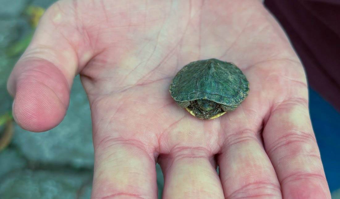 picture of baby turtle about the size of a quater in the palm of a  hand