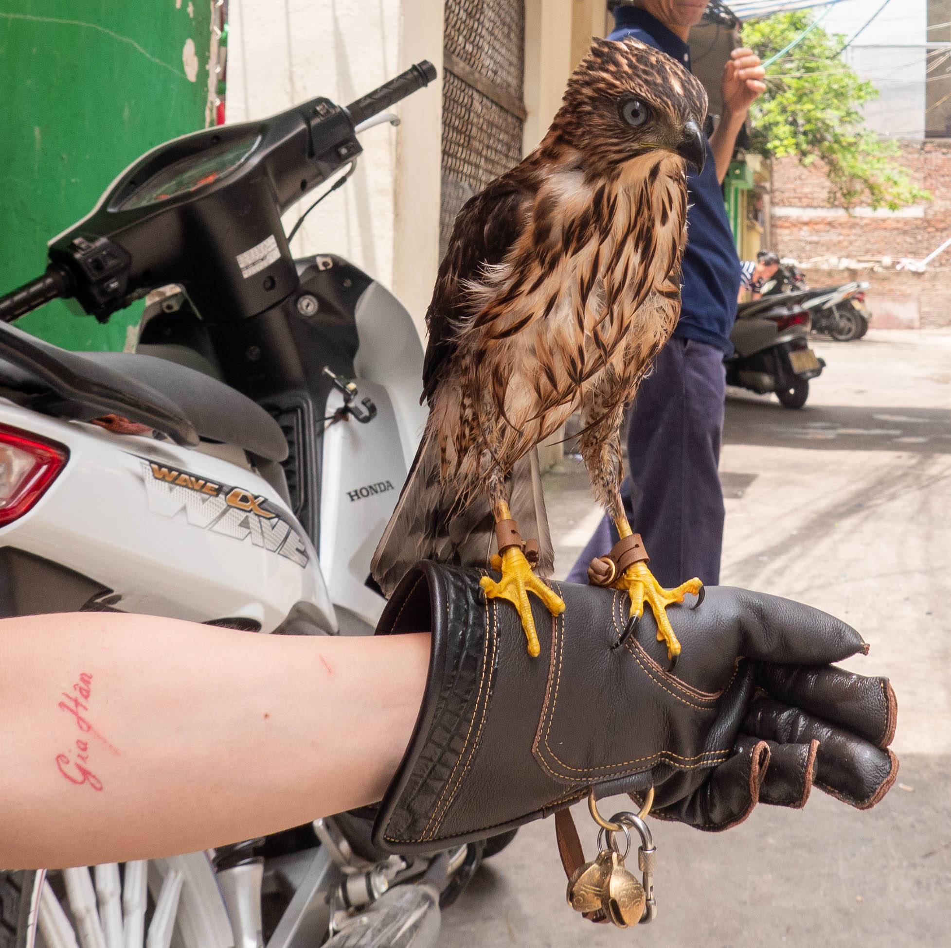 Picture of an arm with a brown glove and falcon gripping the glove. on the left side of the arm is a red tatto writen in Vietnamese.