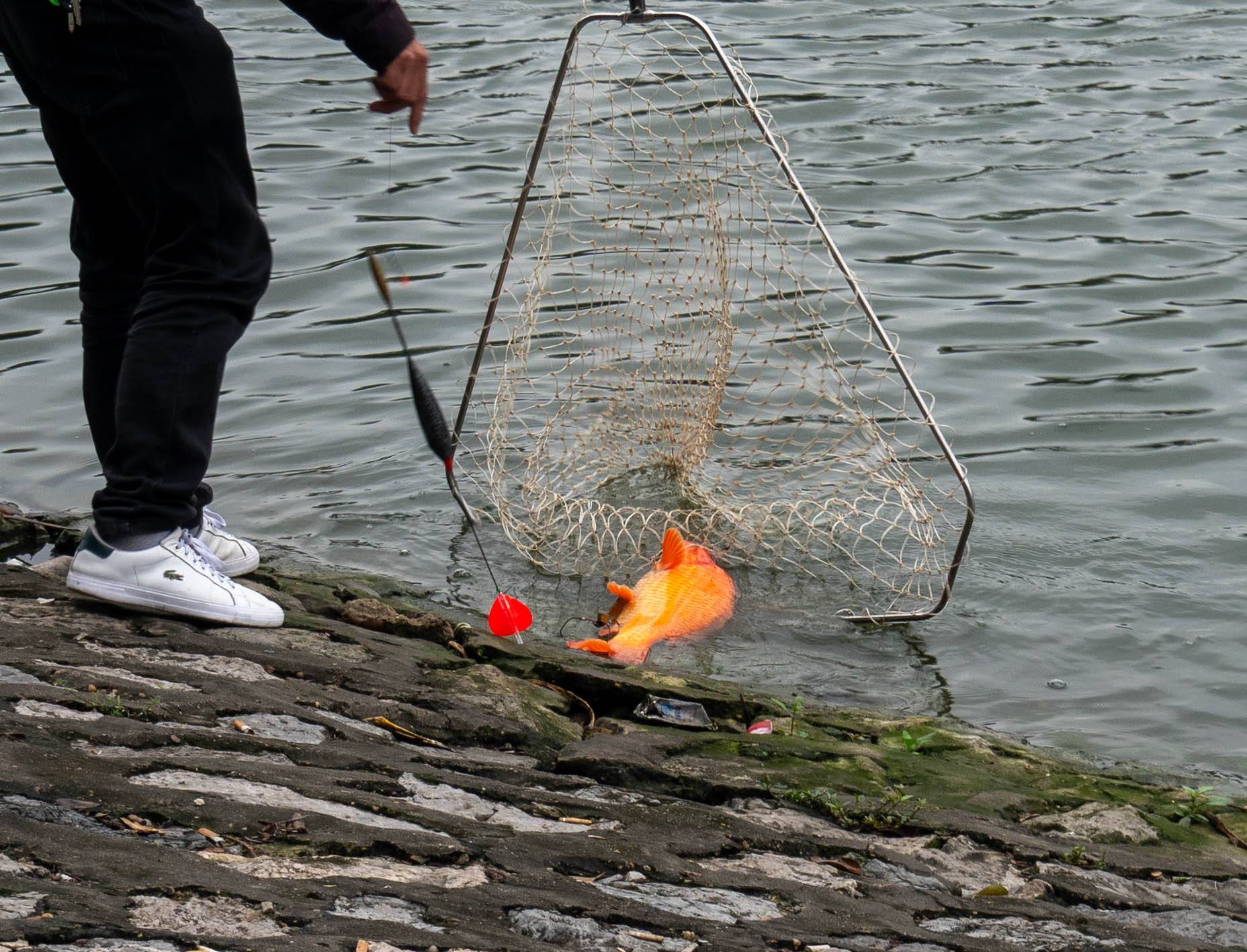 Picture of someone's legs in black pants (on left) wearing white tennis shoes and a large Koi in a hand held fishing net on the right.