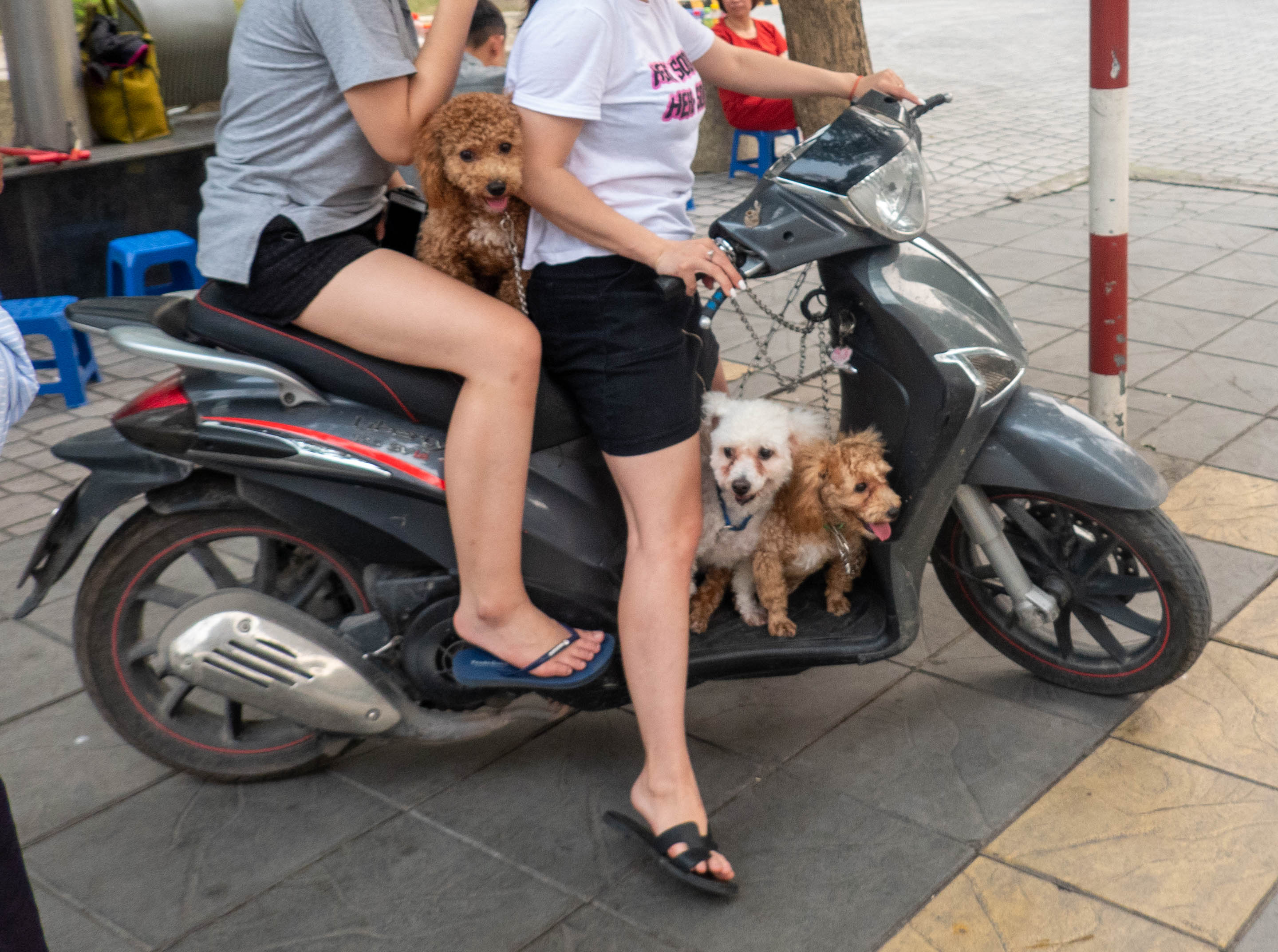 two people sitting on a motorbike. There is a brown dog sitting on the seat betwen the driver and passengerand a white dog and a brown dog at the feet of the driver. 