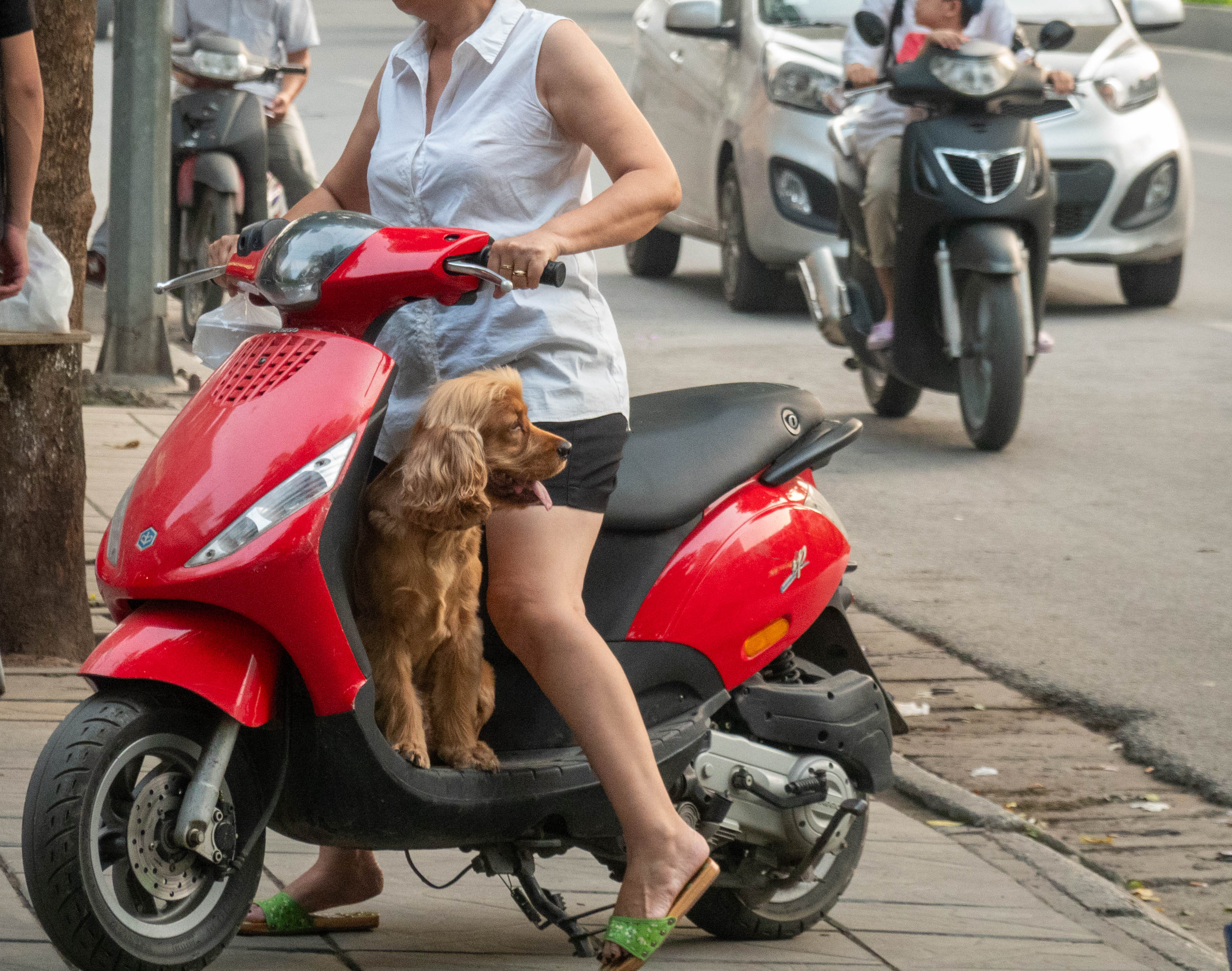 Picture of person driving a motorbike there is a brown dog at her feet no the motorbike.