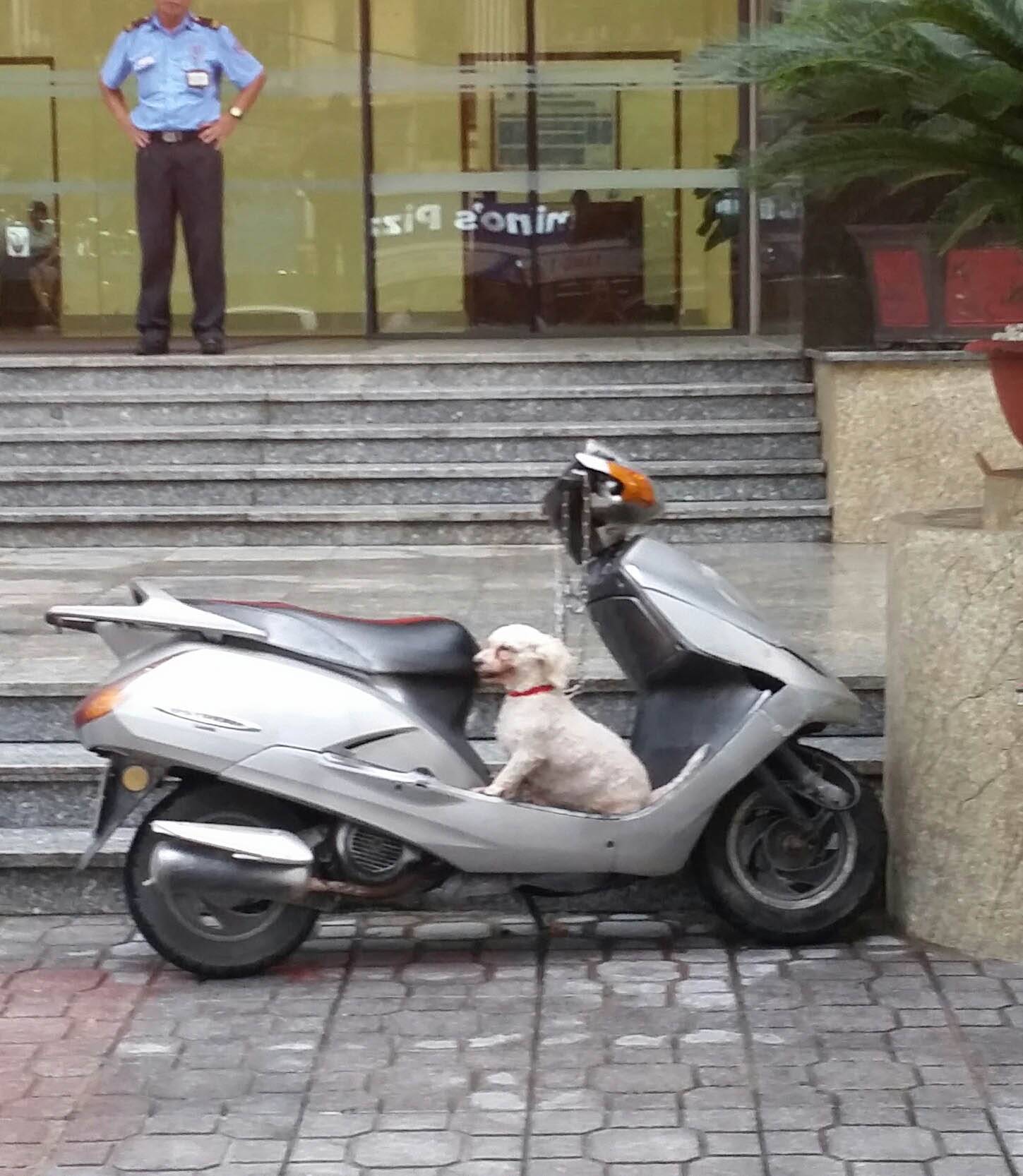 White dog sitting on parked motorbike