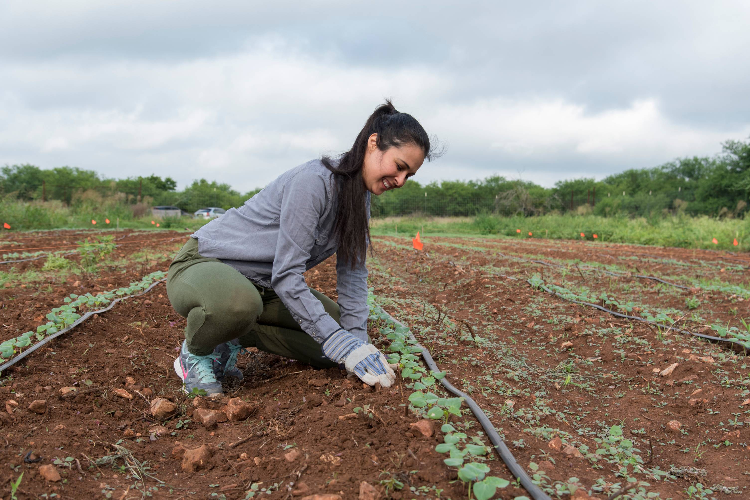 A young woman kneels down in the dirt to pick a leafy vegetable from a crop. 