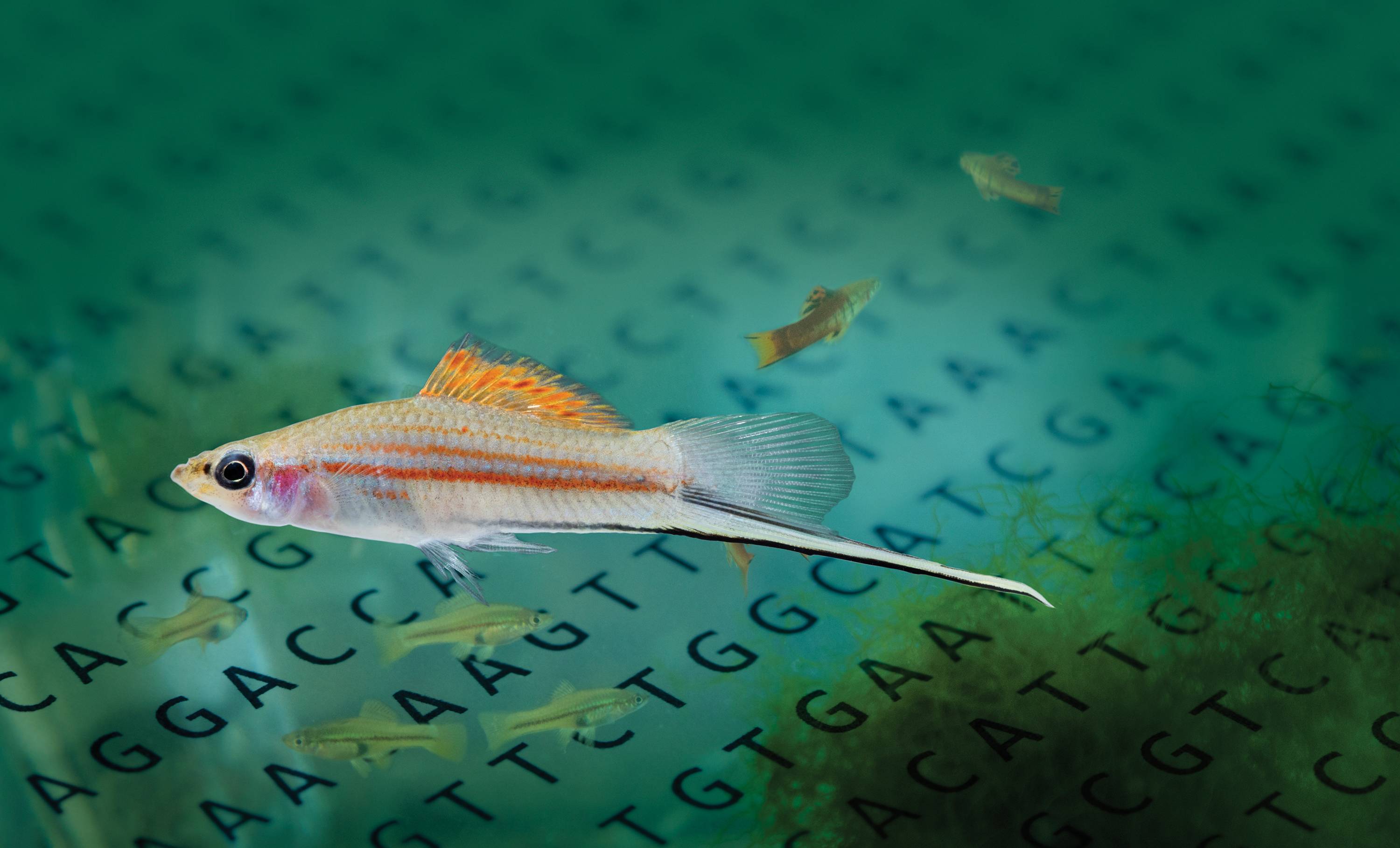 A small fish that's swimming in blue-green water with a background of letters. 