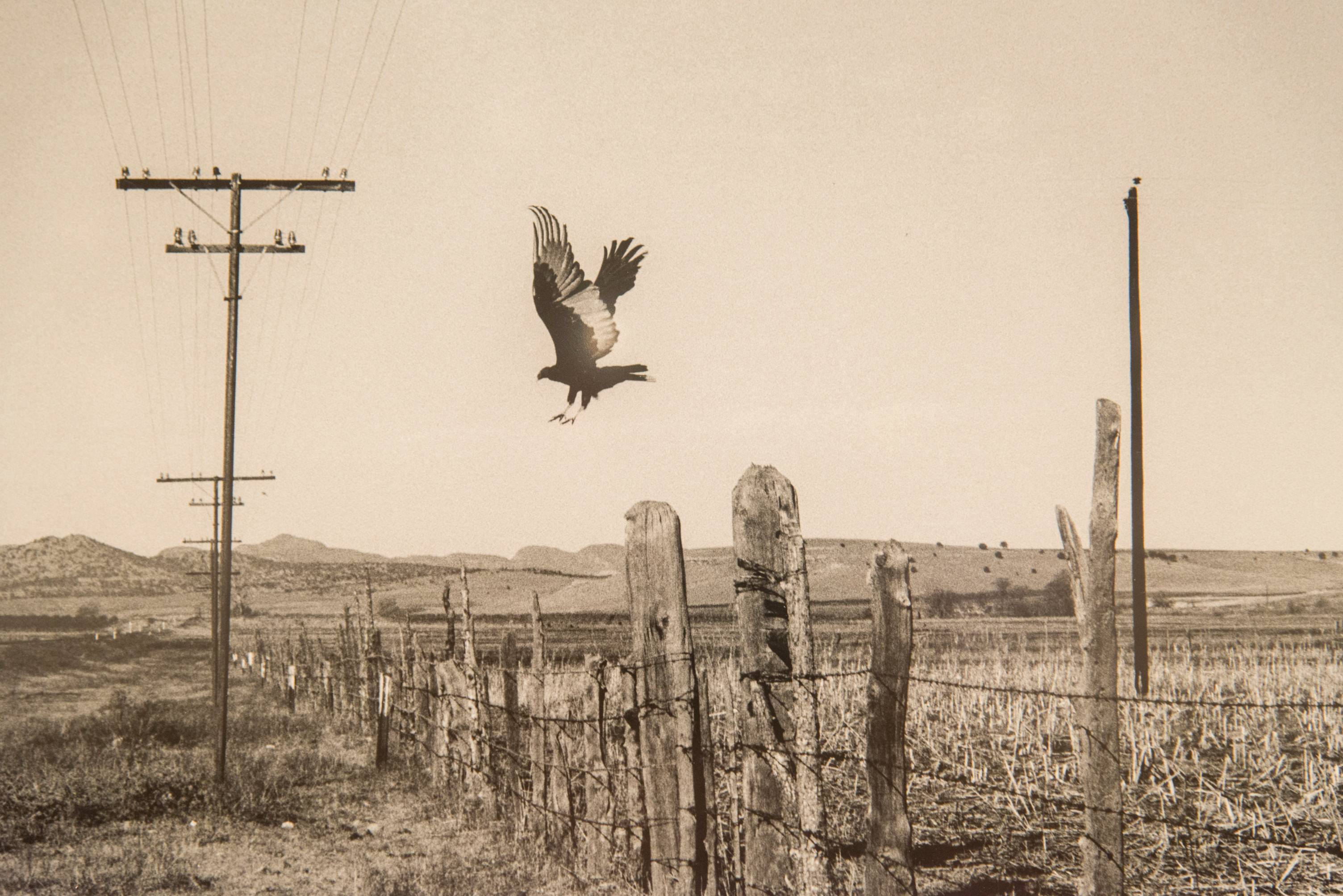 An interesting, sepia-tinged photo of what appears to be a bird of prey with the sun displayed on its open wings. There is an old wooden fence that runs from the foreground into the background with hills in the distance. The landscape appears arid and challenging.