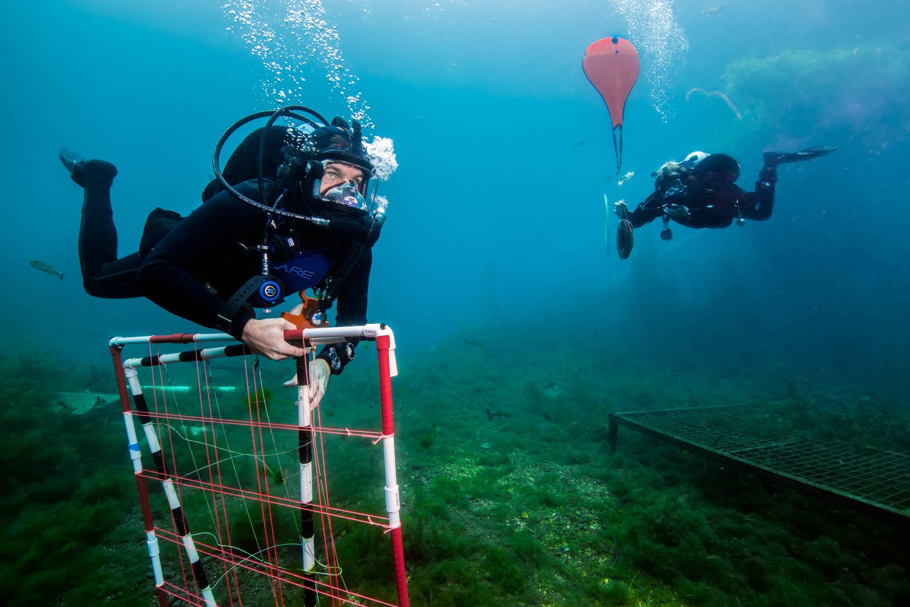 Scuba divers swim underwater at the Meadows Center gathering research samples from the San Marcos River.