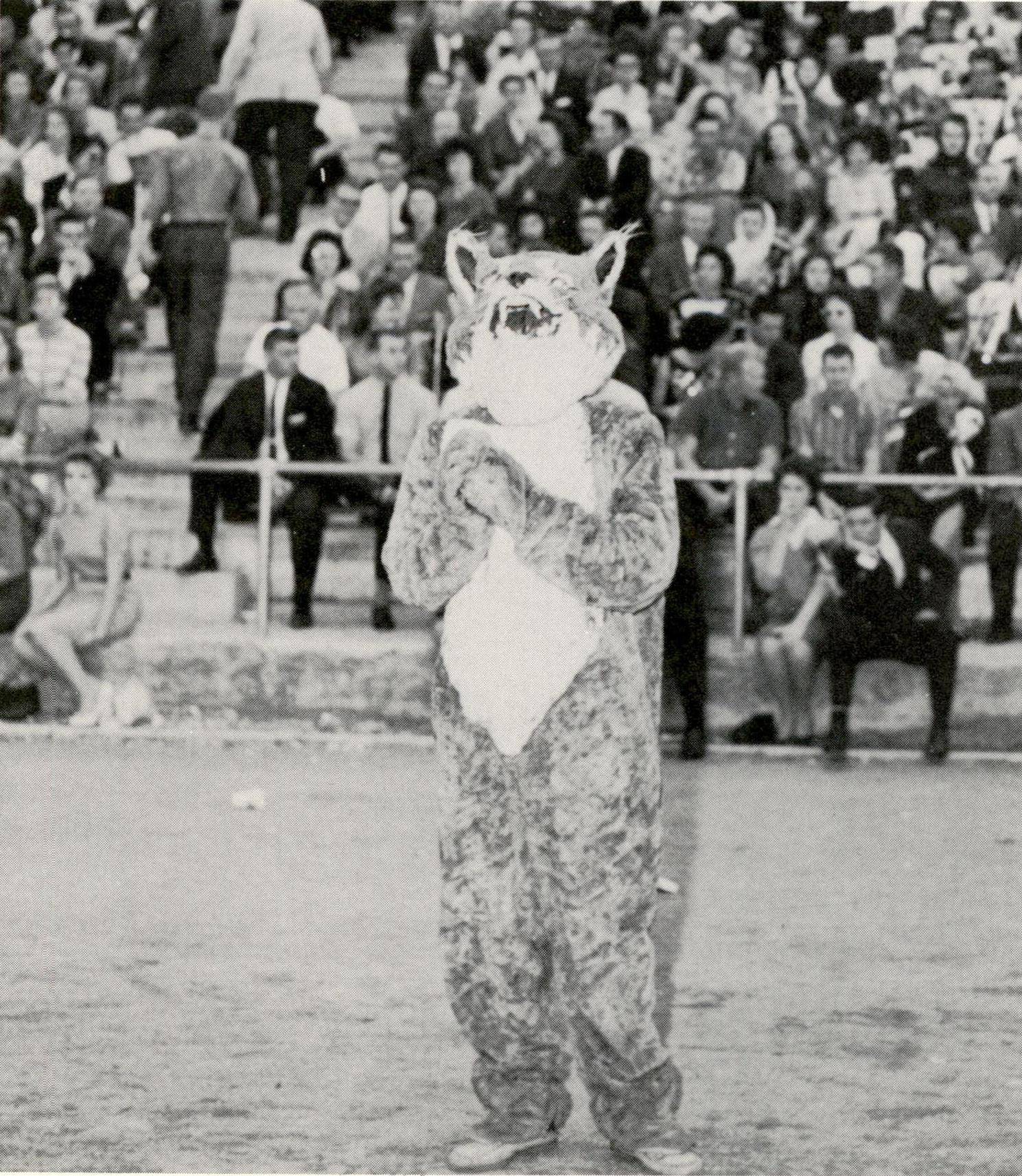 1962 black and white photograph of a person wearing a simple bobcat mascot costume. Their hands are clasped as they watch the game which is out of frame. Behind them are stands filled with men and women in era-appropriate dress.