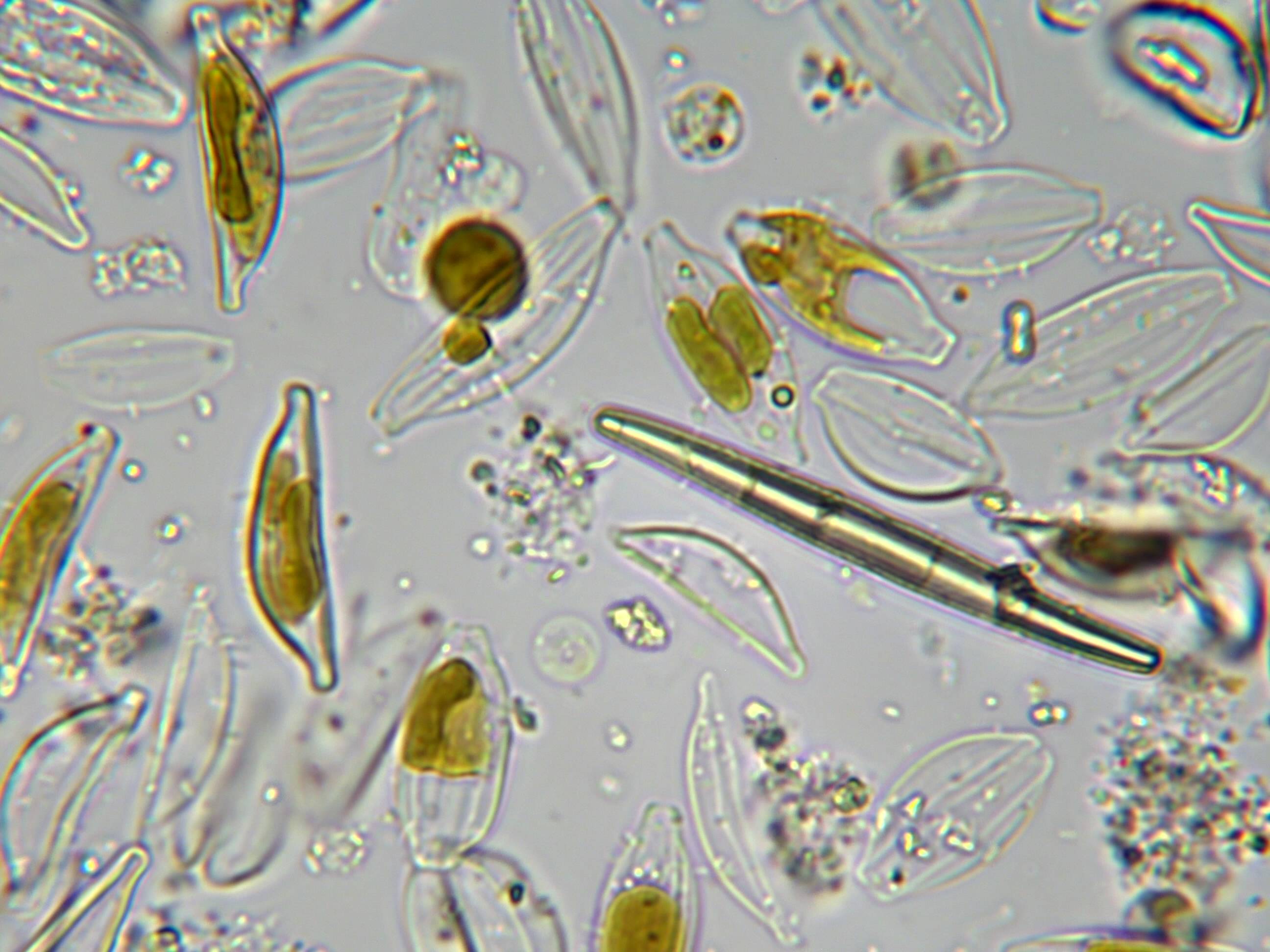 brackish diatoms