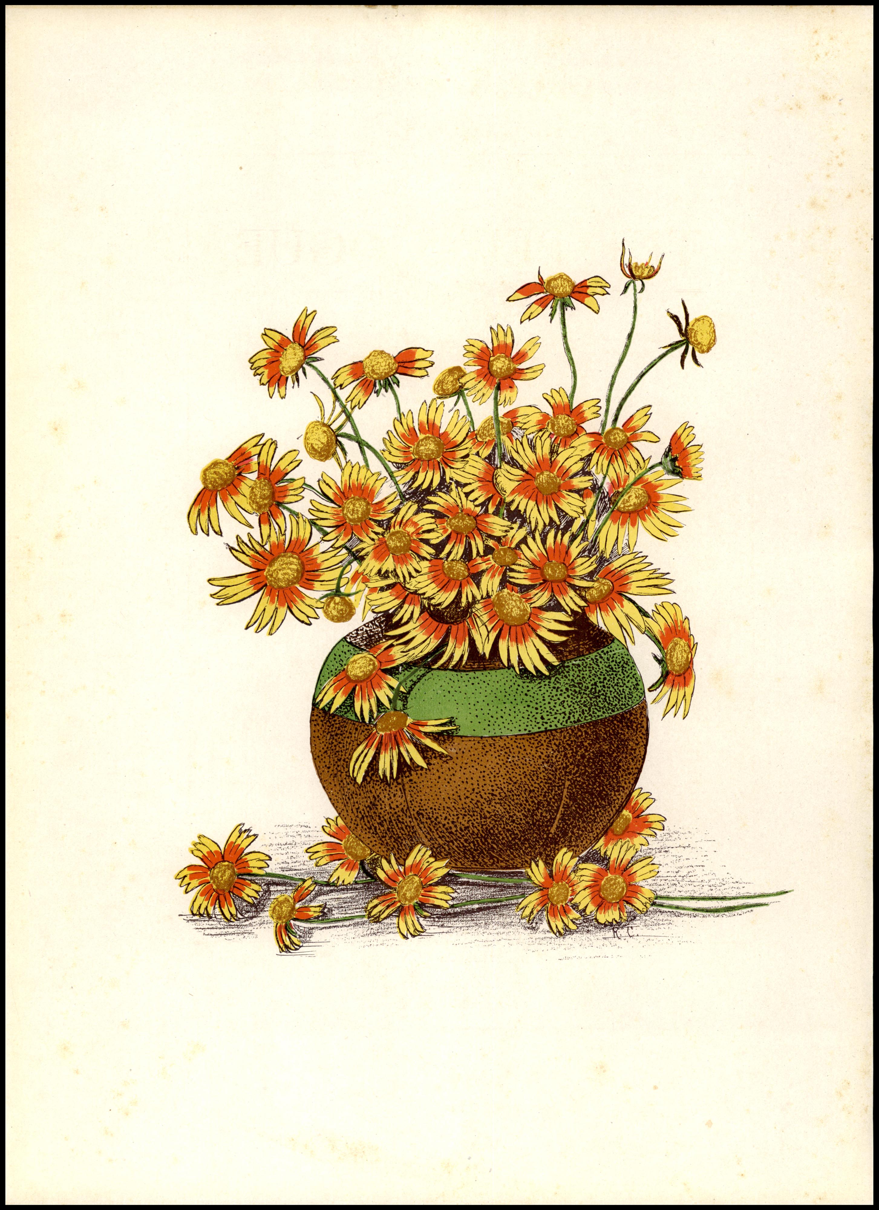 Vintage illustration of an arrangement of Gaillardia flowers. The flowers have yellow centers and red petals with yellow tips grow around the core. The petals are forked and have 3 points each. The flowers have been arranged haphazardly in a round, brown pot with a green stripe, with many cascading to the ground.