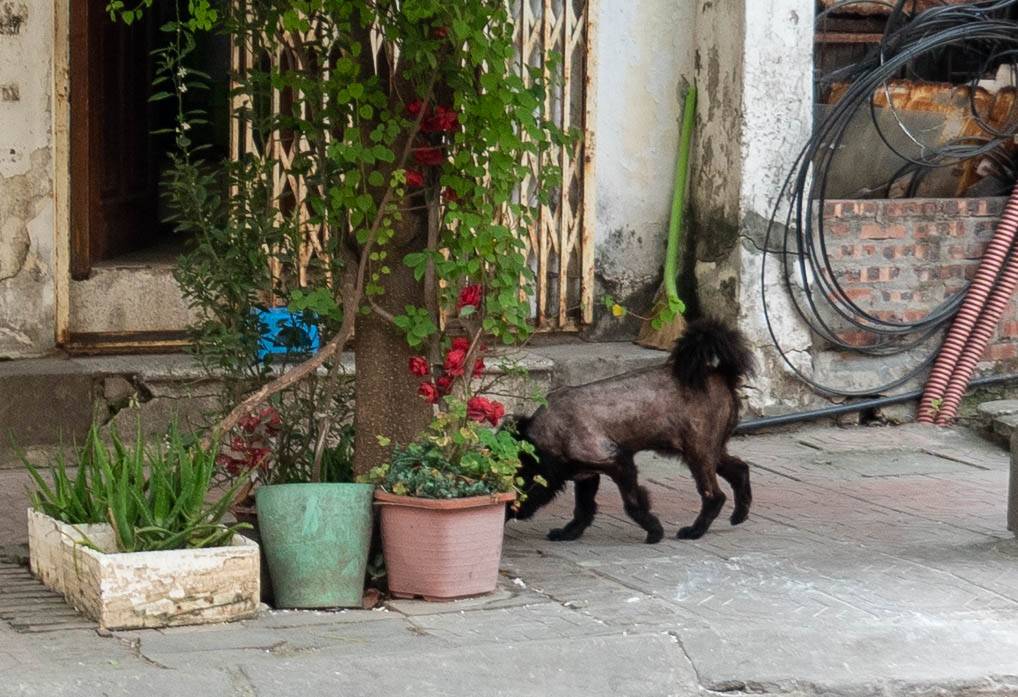 picture of shaved black chow on right starting to walk to the left and will end up behind potted plants and post