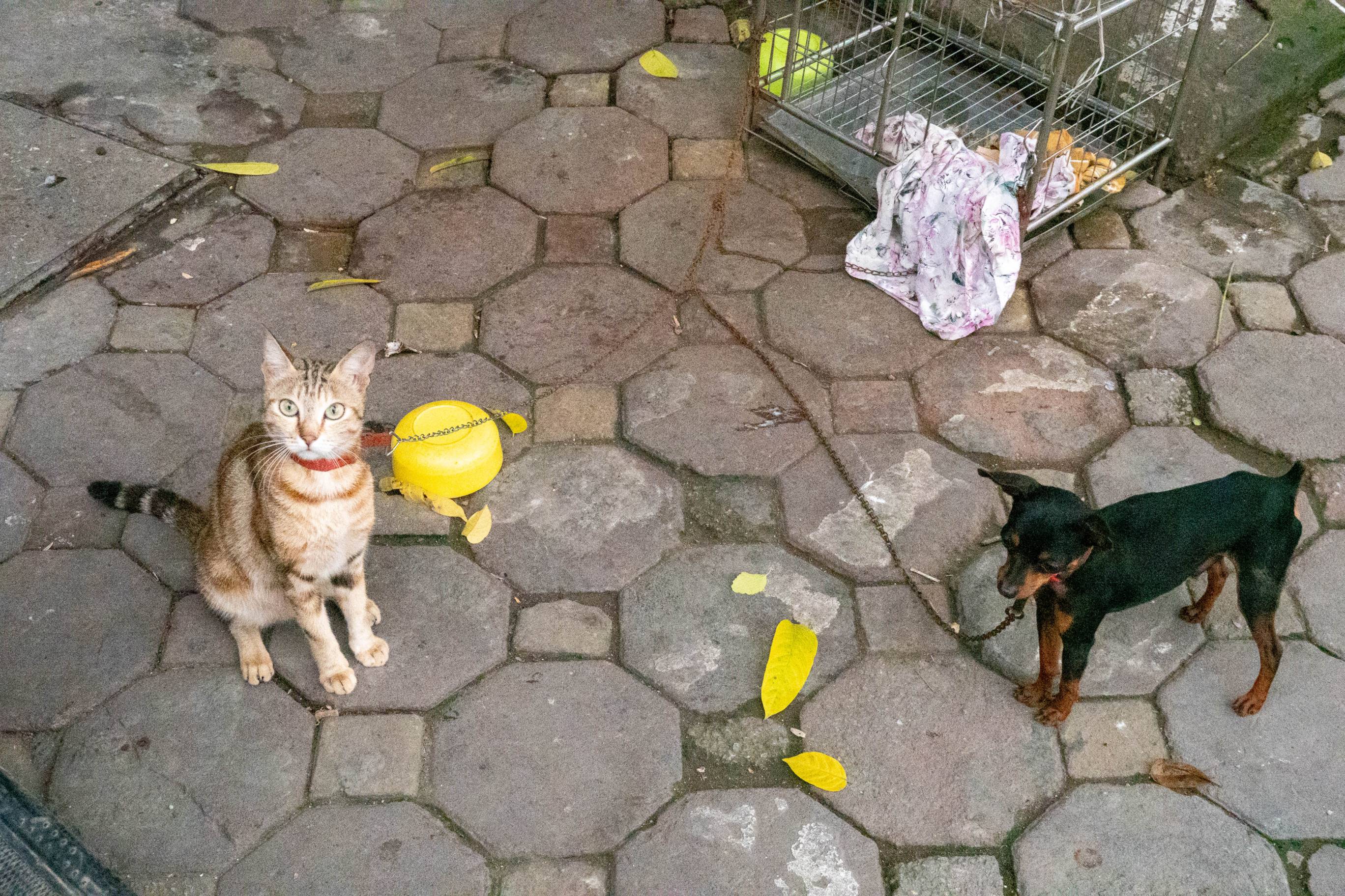 picture of brown tabby cat on left and black minature doberman on right