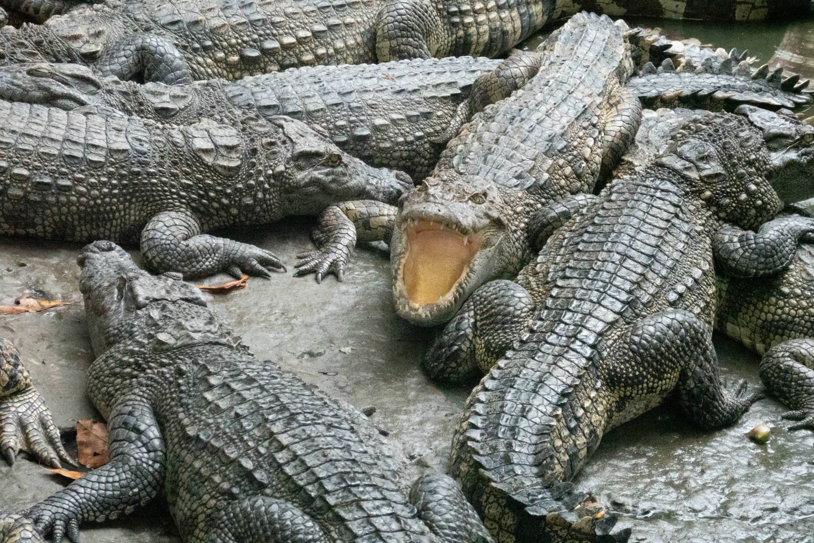 picture of alligators. one alligator has his mouth open 
