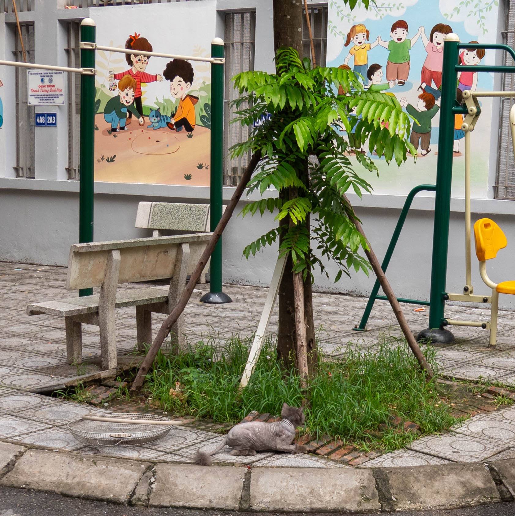 This picture shows wall murals of small children playing and a small tree in between them with green leaves. YOu can see a chin-up bar to the left of the tree cutting across the mural of three children playing a game. to the right of the tree in front of the other mural is part of a swing set. in the foreground is a shaved gray persion cat that has been shaved to look like a lion and it is stalking a bird inthe grass at the base of the tree. The bird is very hard to see and you can only really see the organge beak. There is a stone bench facing away from the tree that is located to the left of the tree under the mural of the children playing marbles.