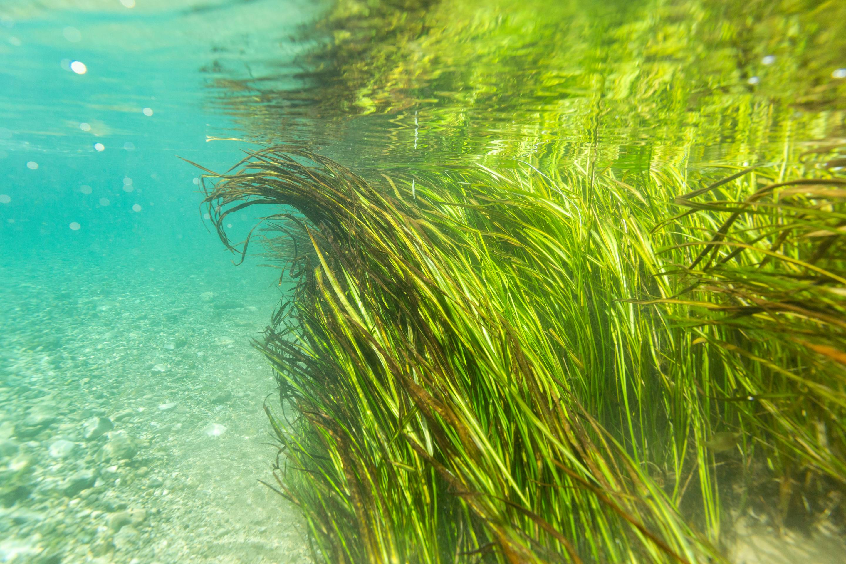 underwater photo of texas wild rice