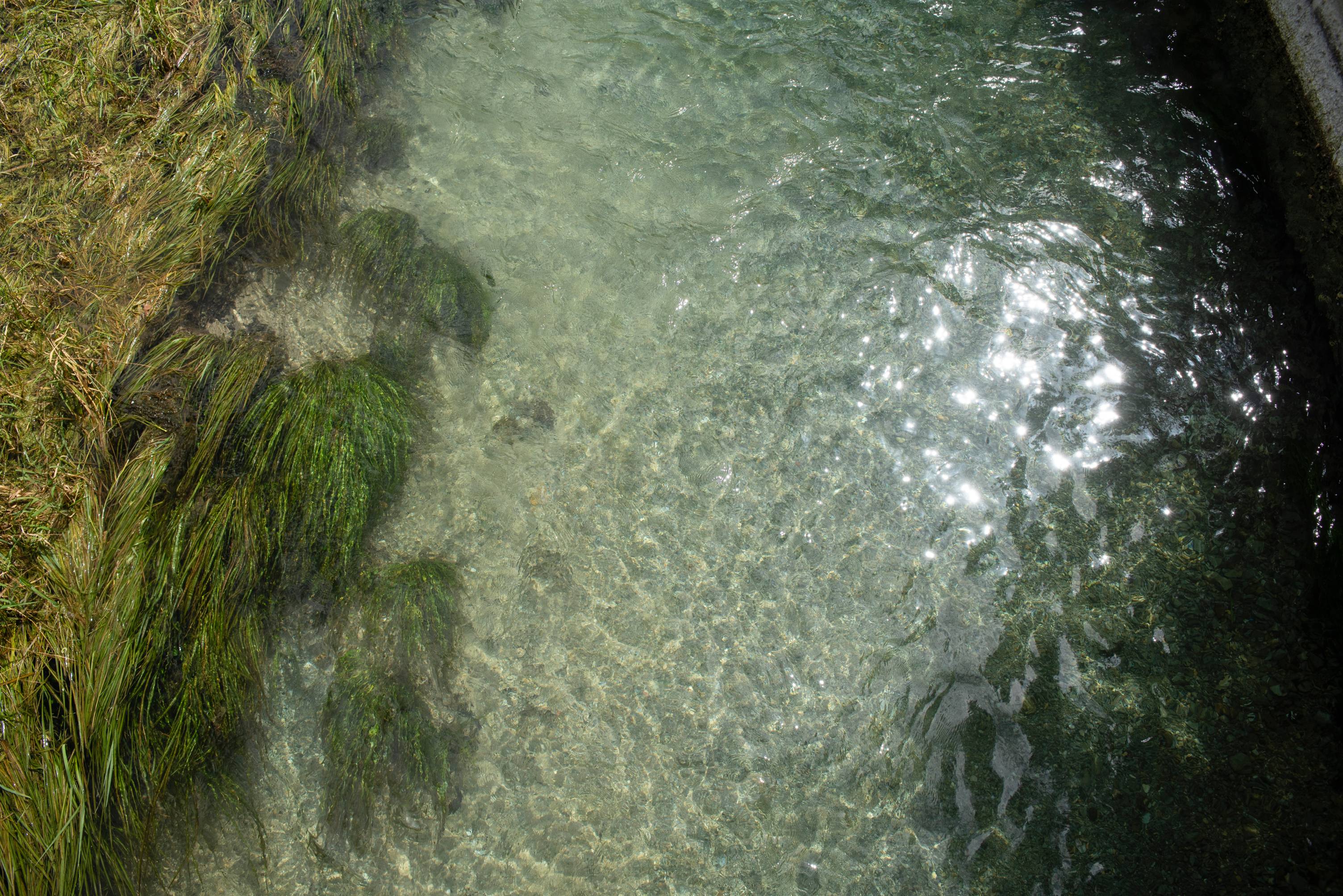 San Marcos River is green and clear.
