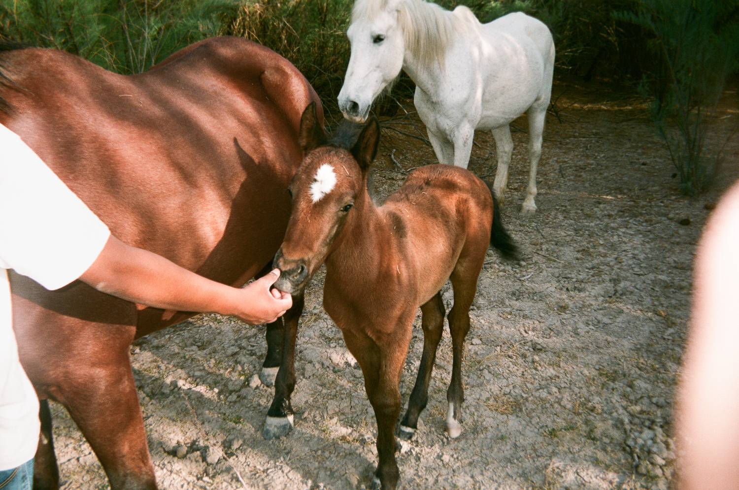 Horses, ©Kevin Tarrango, from Mi voz, Presidio, TX/Ojinaga, MX, 2009