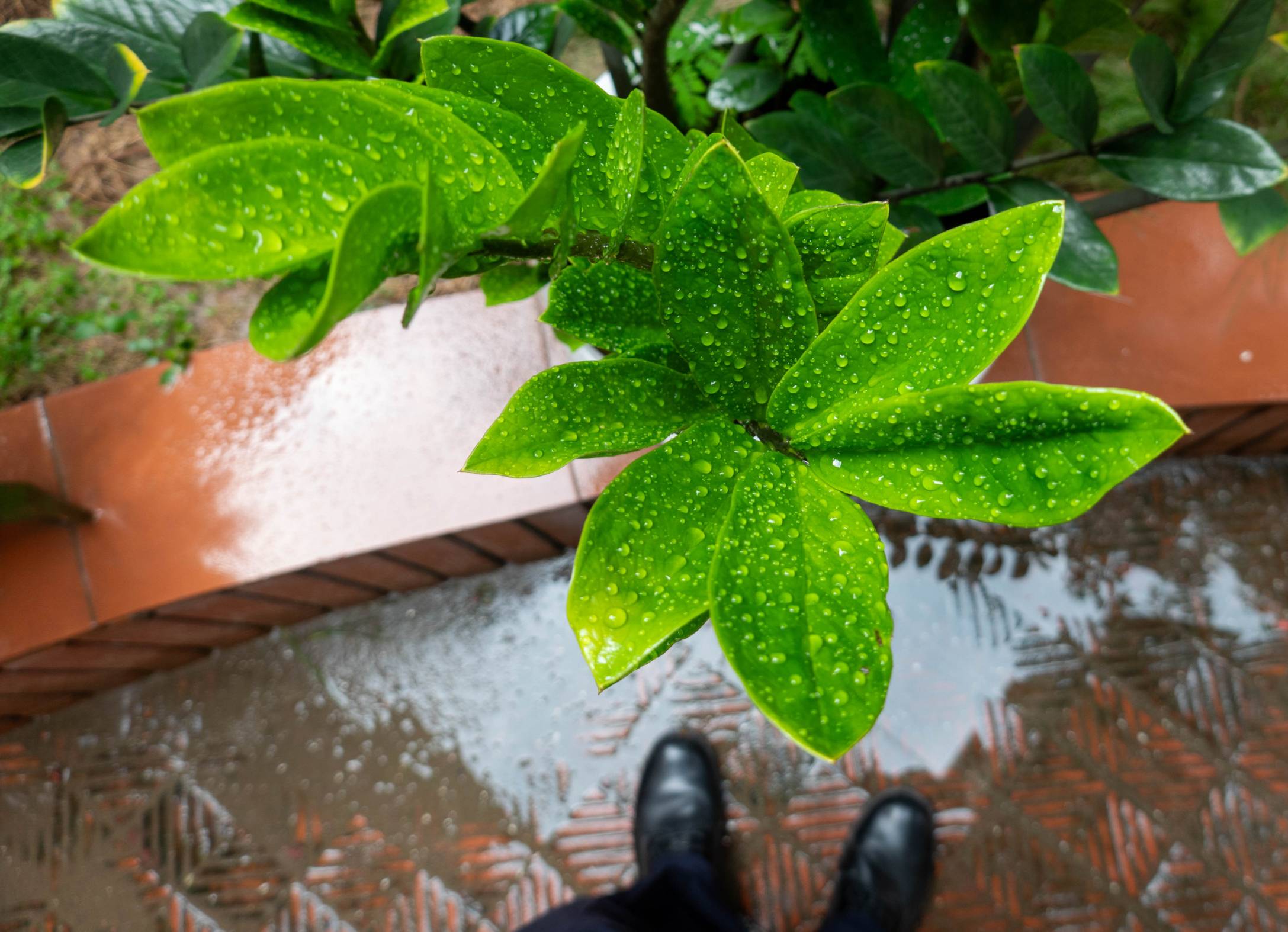 Close up picture of green plant outside with raindrops on it. There are green leaves starting on the left moving to the right to a cluster of six leaves. 