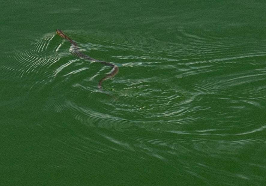 close up of brown striped snake swiming in green water with ripples