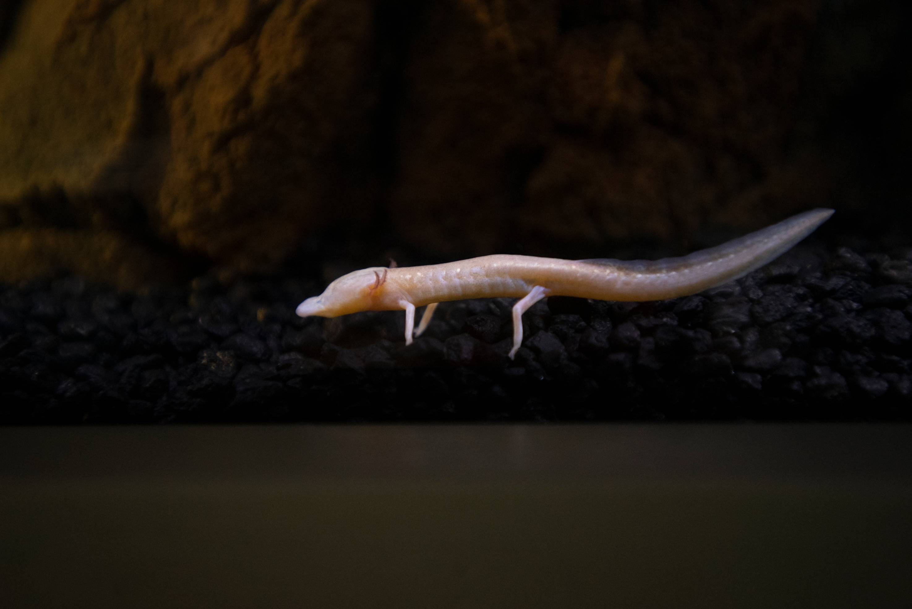 Texas Blind Salamander
