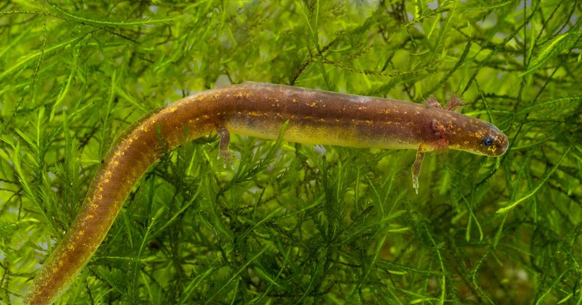 San Marcos Salamander