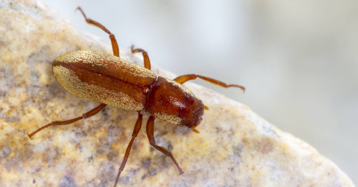 Comal Springs Dyopid Beetle