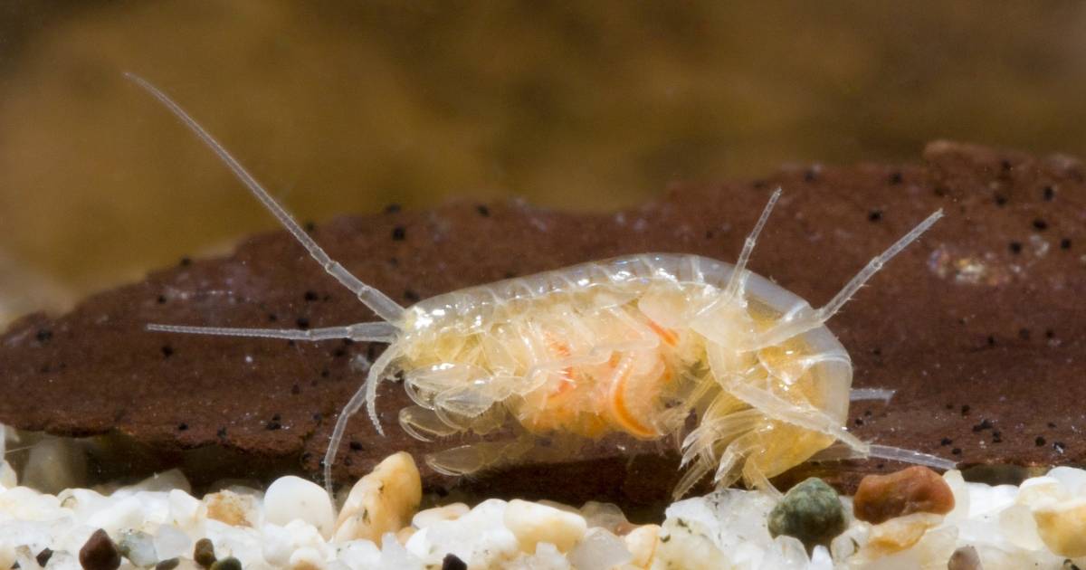 Peck's Cave Amphipod
