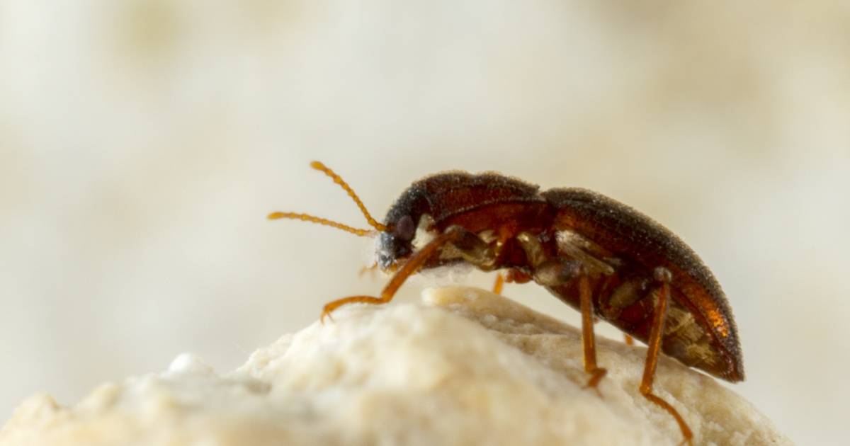 Comal Springs Riffle Beetle