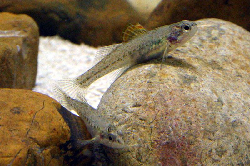 Fountain Darter