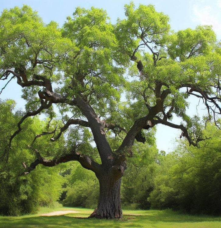Pecan Tree