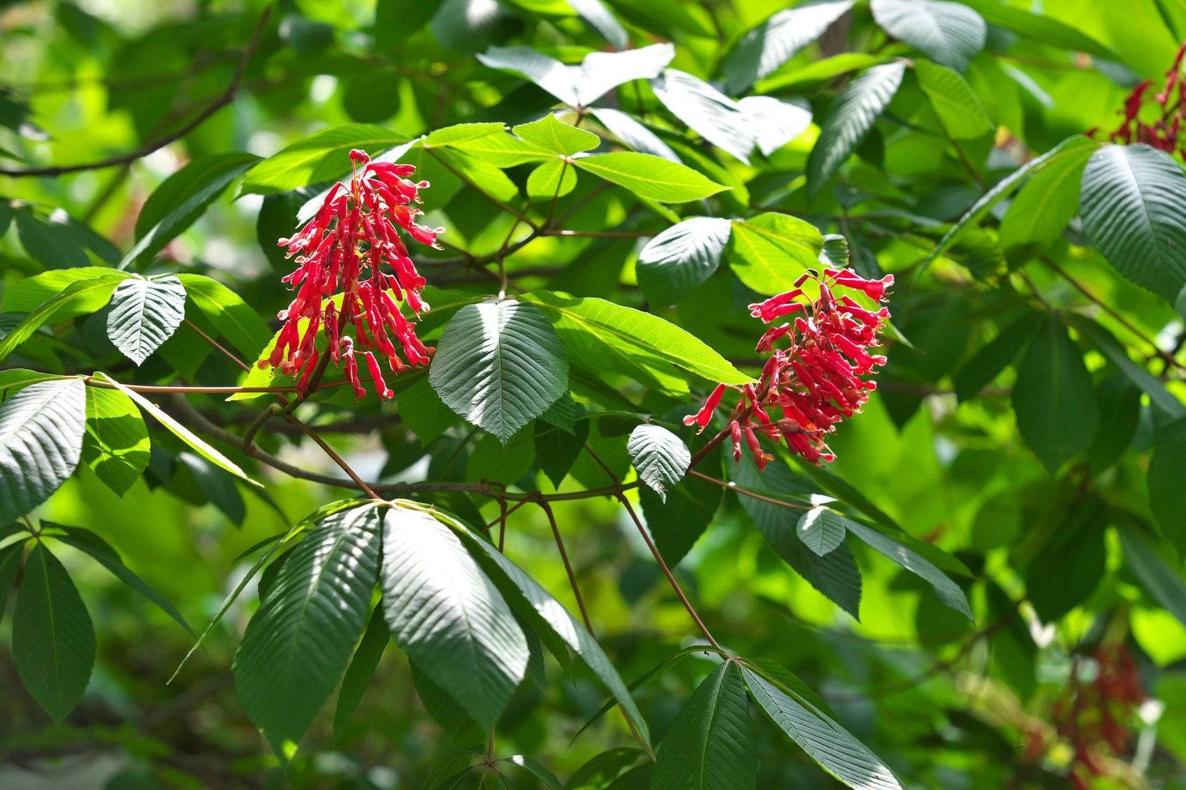 red flowers and green leaves