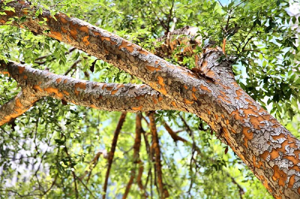 Lacebark Elm