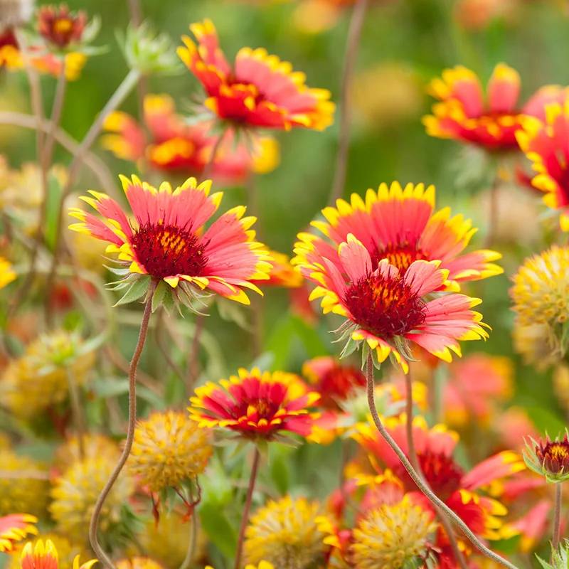 indian blanket orange mix
