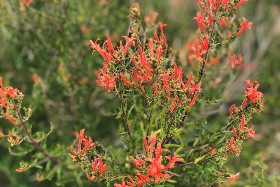 Flame Acanthus