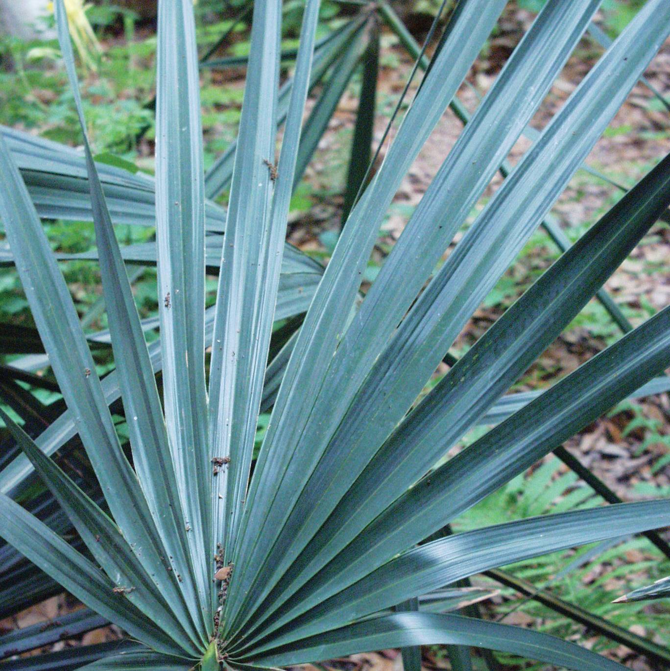 Dwarf Palmetto