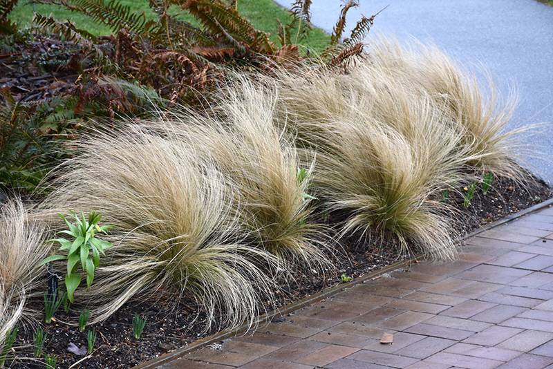 Mexican Feathergrass