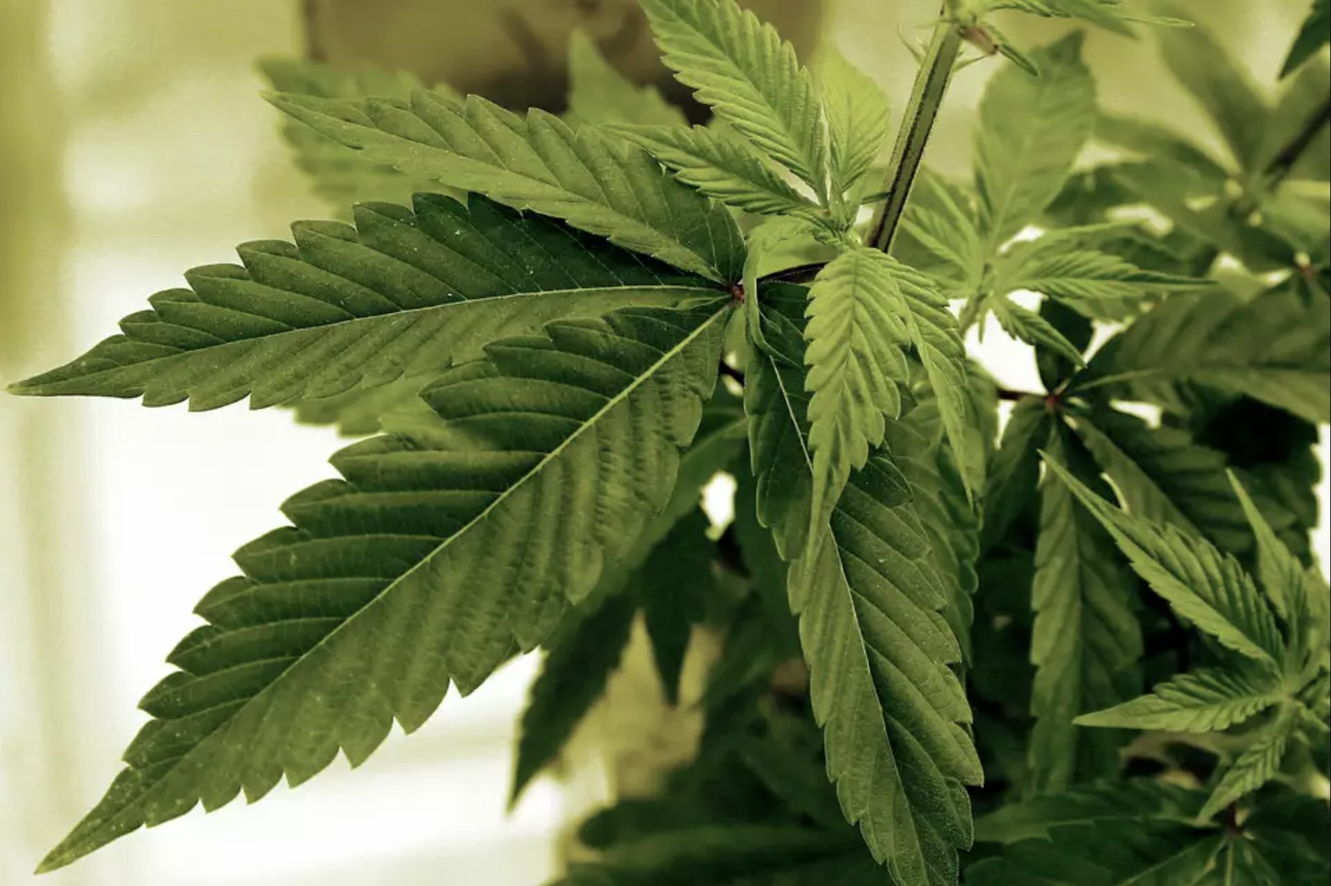 Up close view of a marijuana plant.