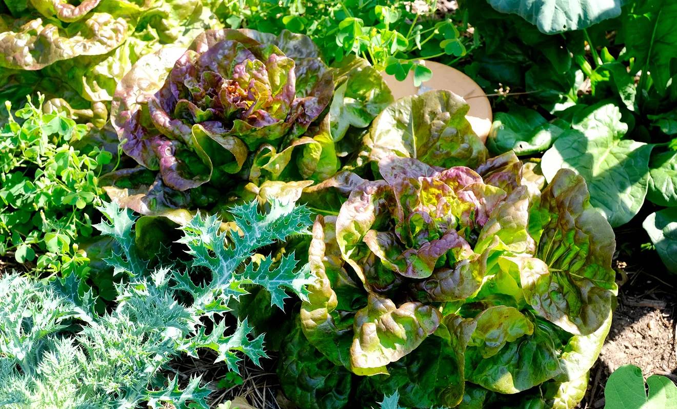 Beautiful heads of lettuce grow among spinach and other plants in a South Austin garden plot at Emerald Wood Community Gardens. Green leaf vegetables have a lot of vitamins that are thought to lessen your chance of getting metabolic syndrome.