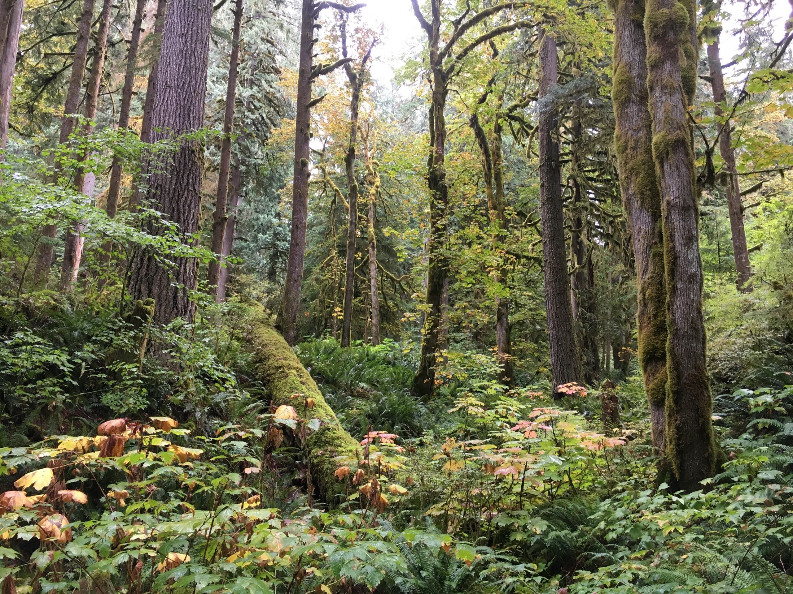 Mt Baker National Forest 