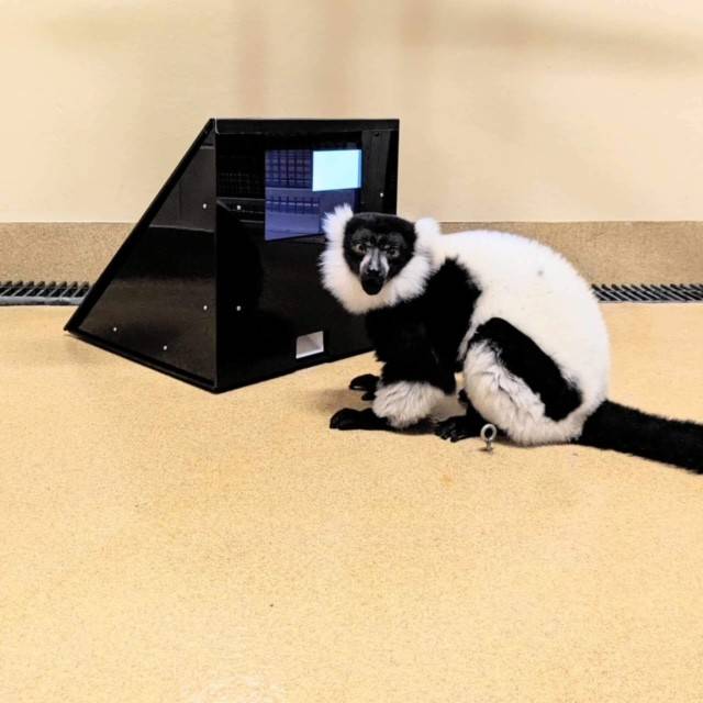 Lemur Image