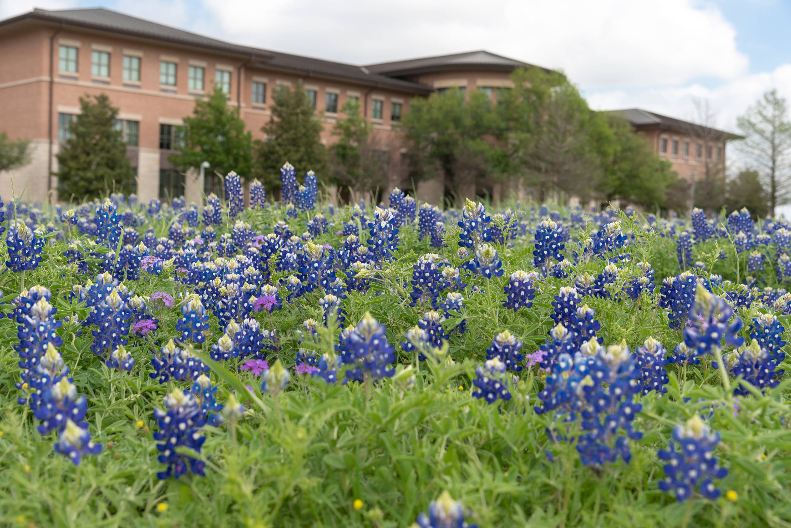 Blue Bonnet