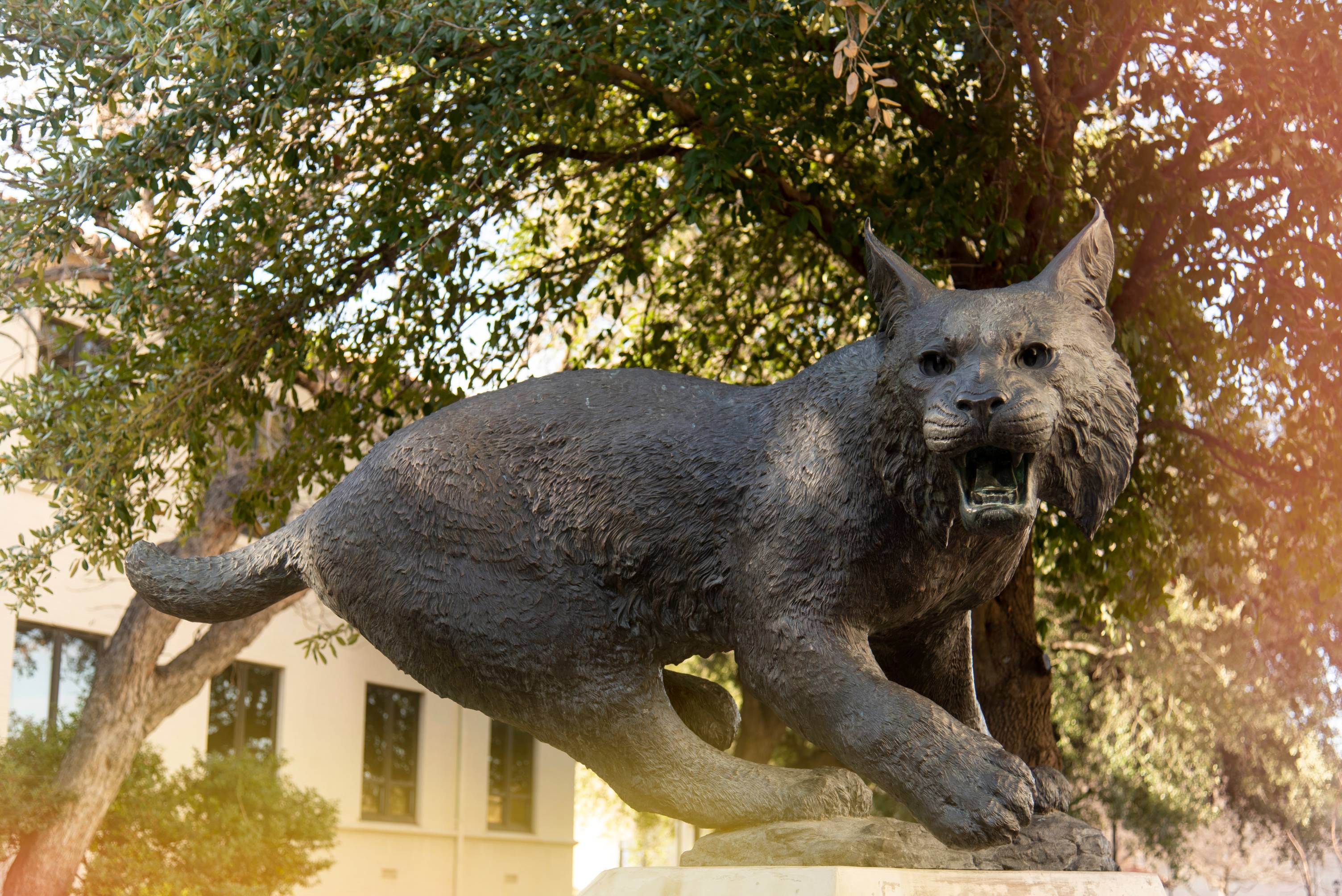 Bobcat statue on the quad