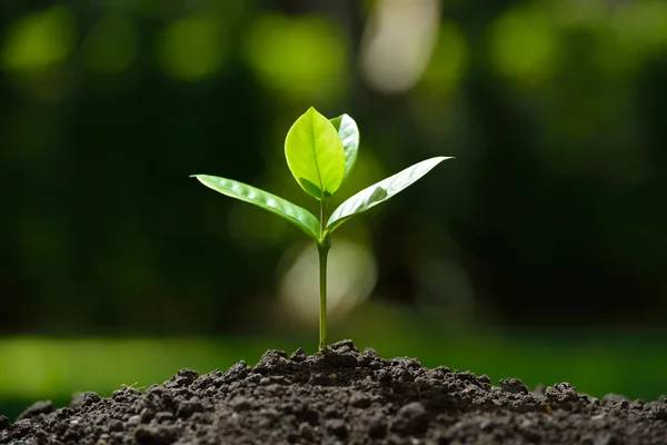 plant growing out of ground