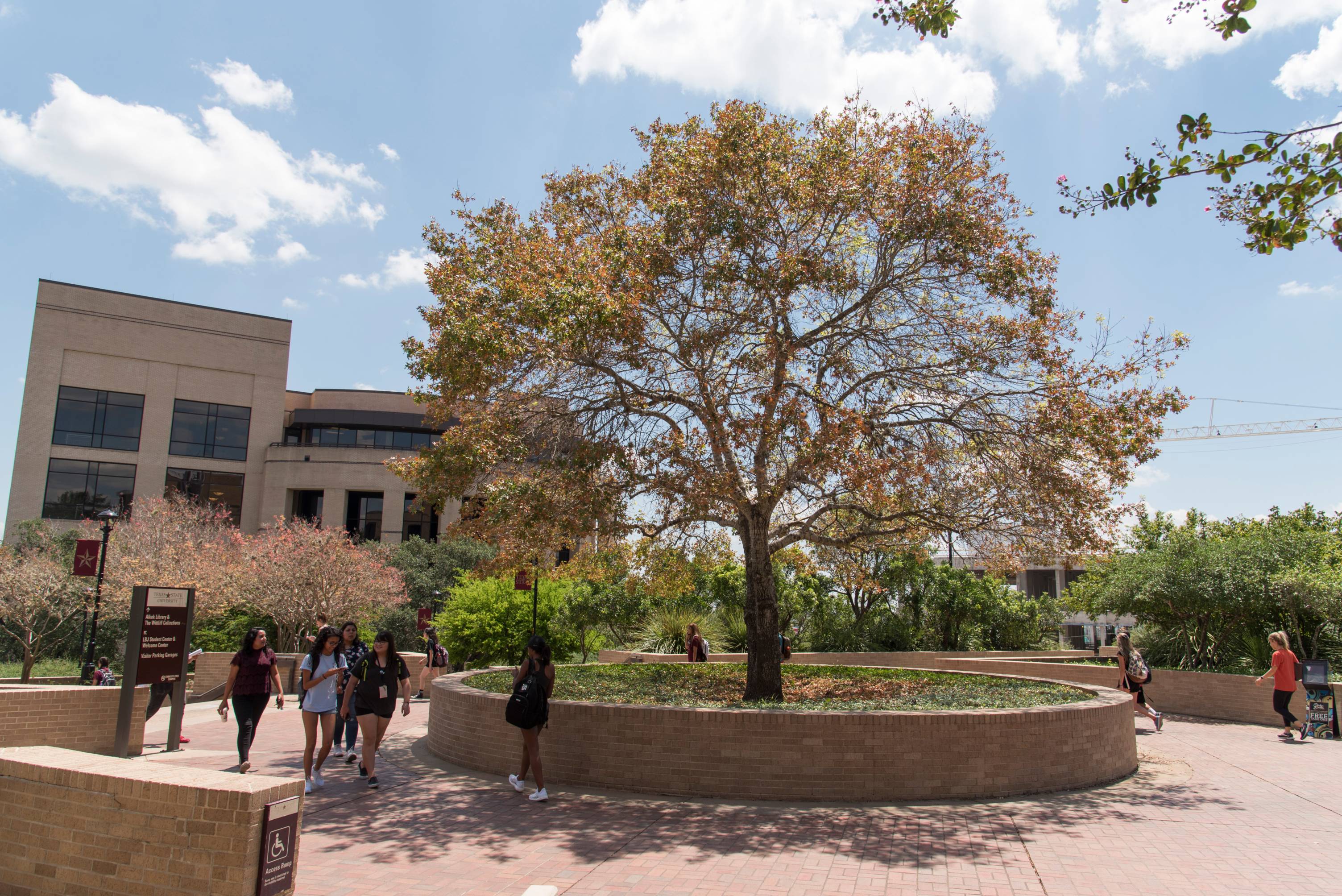 oak tree in front of Encino Hall