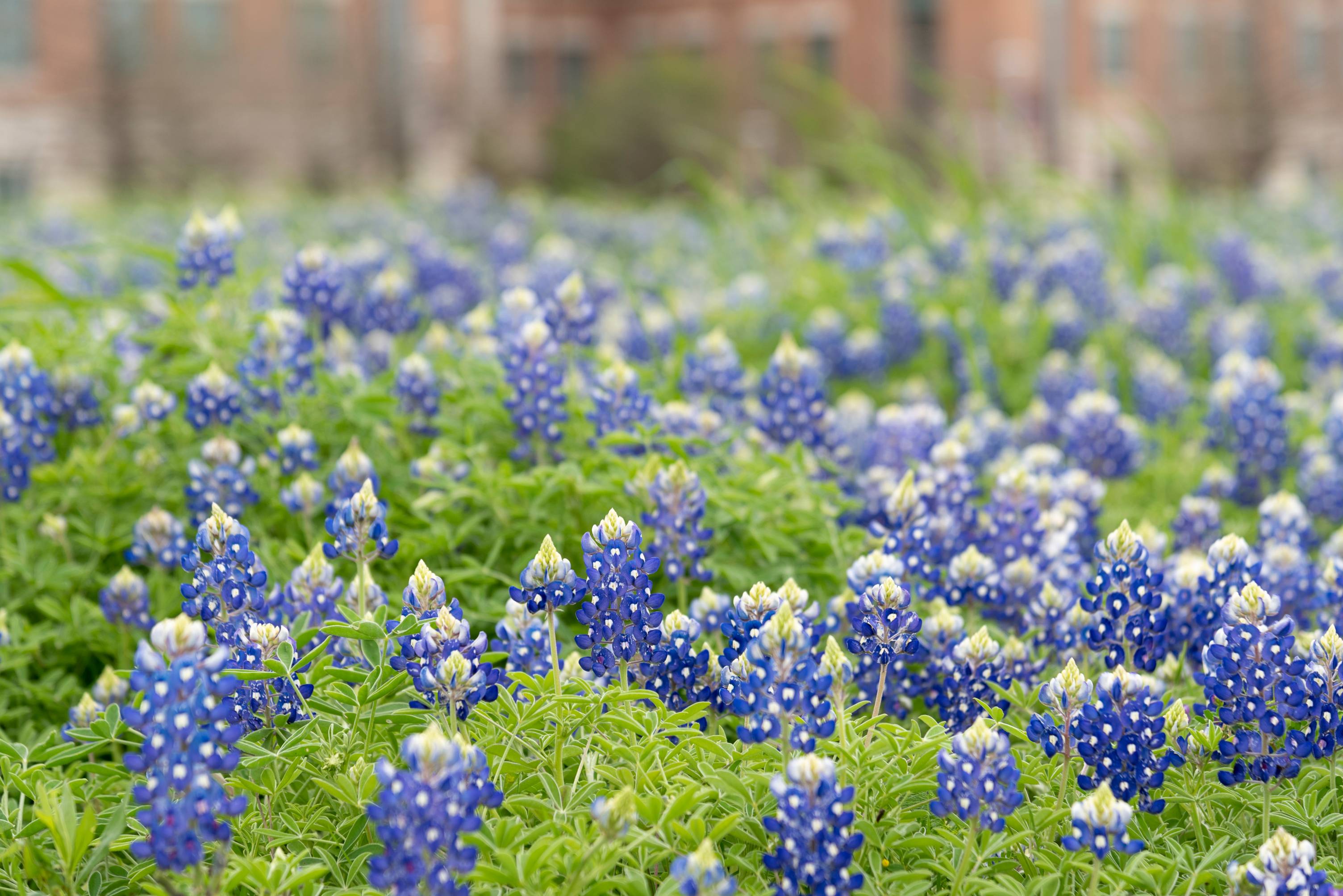 Bluebonnets in front of the Willow Hall building.