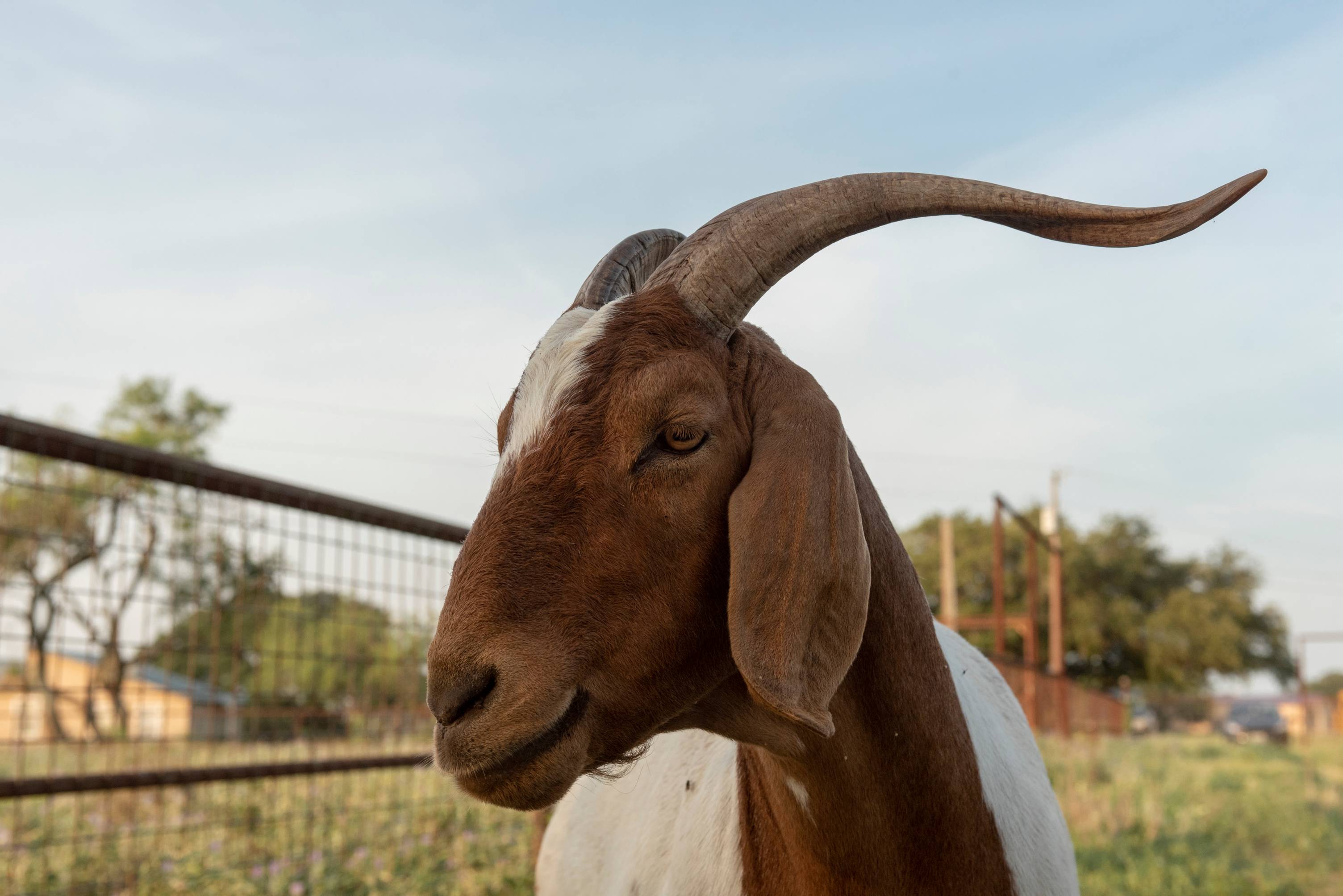 One goat.
